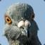 Image of user